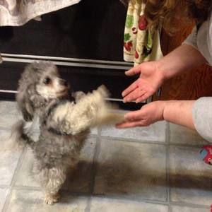 Meet your Posher, Daniel